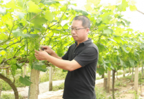 黄波：一名会计师 如何实现葡萄园种植效益最大化