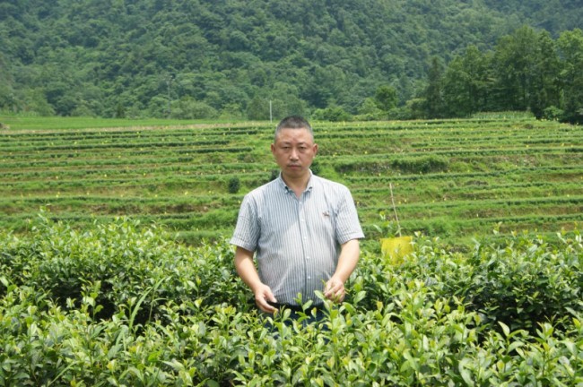黄陵江在基地观察茶叶生长状况.png
