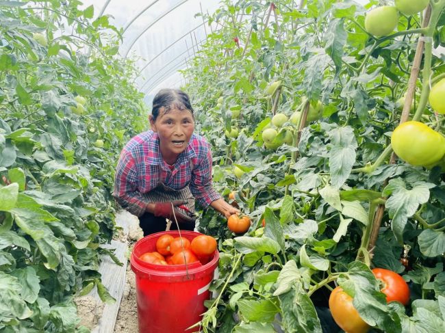 工人在采摘番茄.jpg