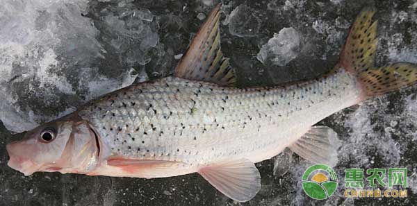 冬春低温季节有哪些常见的鱼病？如何防治？