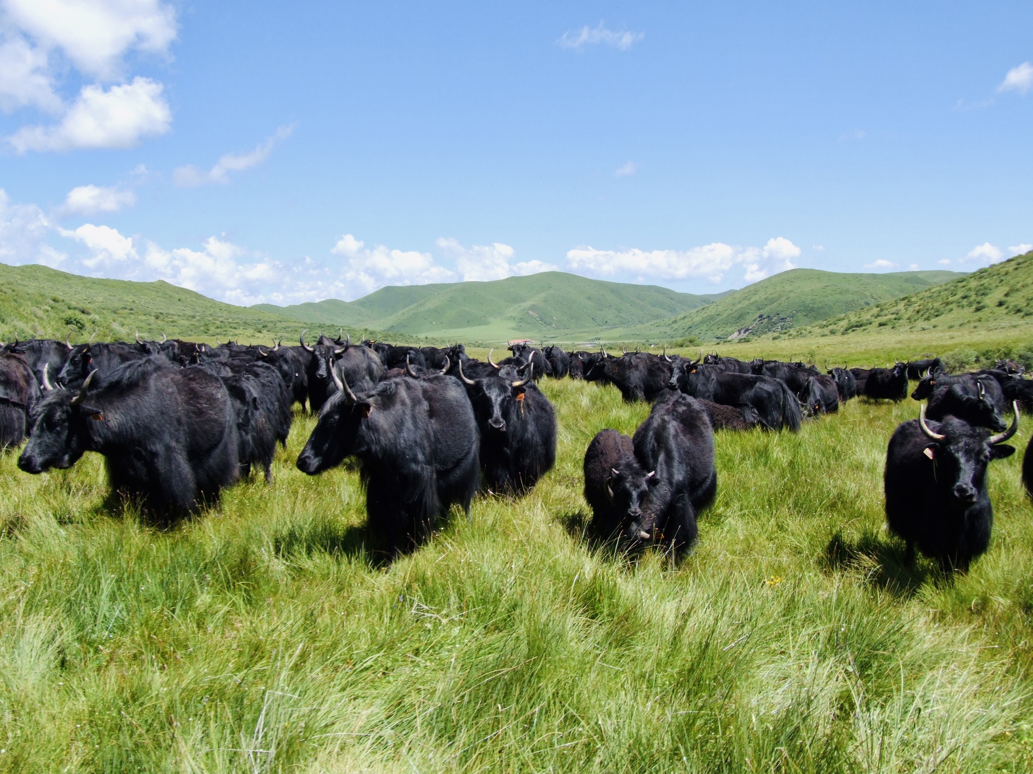 牦牛在草原上吃草。红原县委宣传部供图